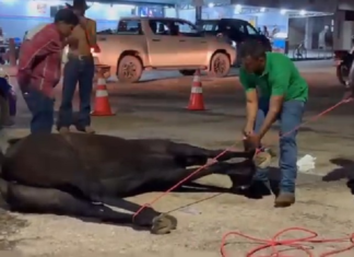 Égua passa mal e morre no meio da rua após cavalgada em Gurupi