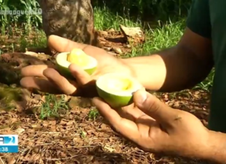 Pequizeiro dá frutos fora da temporada e surpreende funcionários de fazenda