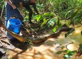 Sucuri de quase cinco metros é capturada após tentar caçar gato, diz PM
