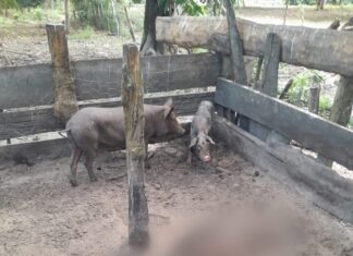 Corpo de idoso é encontrado dentro de chiqueiro e em estado avançado de decomposição