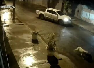 Vídeo mostra cachorro fugindo de casa e atacando outros animais em rua