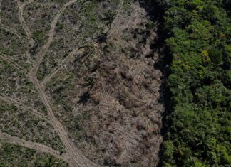 Desmatamento no Brasil cai 11,6% em 2023, aponta MapBiomas