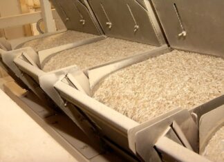 Tocantins é o terceiro maior produtor de arroz e produção deve passar de 500 mil toneladas nesta safra