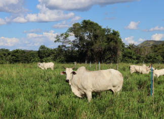 Conheça a rotina de Jade, vaca premiada de R$ 2 milhões que tem dieta balanceada e seguro de vida