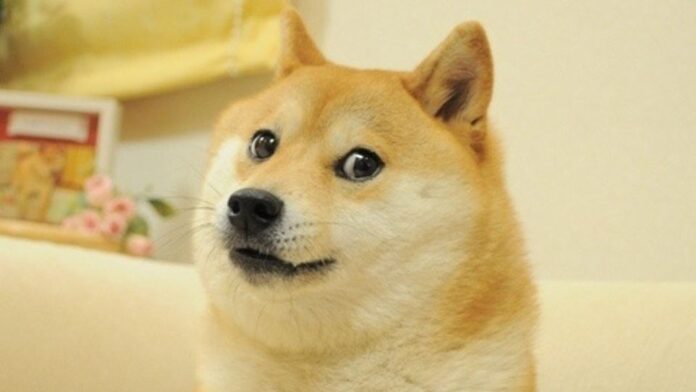 memedoge