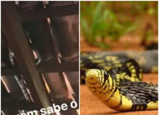Trabalhador rural encontra cobra em telhado e diz que vai deixá-la para comer morcegos: ‘Isso aqui resolve’