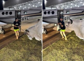 Nattan tenta levar vaca em avião para vingar cães ‘sequestrados’ pela dupla Henrique e Juliano