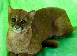 VÍDEO: gato silvestre ameaçado de extinção é resgatado após se esconder em quintal de casa
