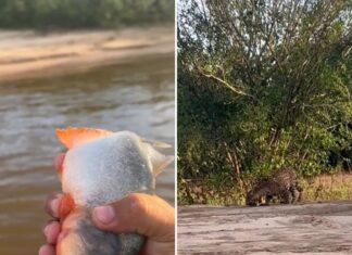 Pescador joga piranha para onça na Ilha do Bananal e viraliza: ‘vai comer um peixinho chaninho’