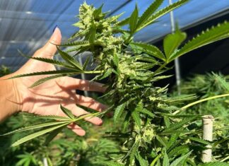 Juíza autoriza morador de Palmas a plantar maconha em casa para uso medicinal e proíbe polícia de prendê-lo