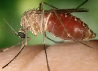 Tocantins confirma dois casos de Febre Oropouche; conheça os sintomas e como prevenir a doença