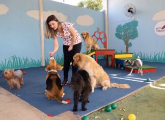 Empreendedoras investem em serviços de creche e até babá para pets; setor deve crescer quase 60% no Tocantins