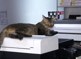 Gato “Cartucho” é adotado por funcionários de copiadora e vira sensação entre clientes