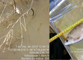 Laudo do Naturatins aponta que morte de peixes em rio teve causas naturais e descarta contaminação