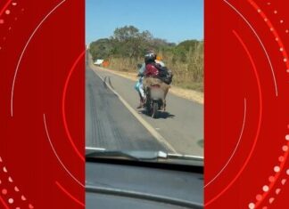 VÍDEO: Motociclista é flagrado transportando veado morto na garupa de moto em rodovia federal