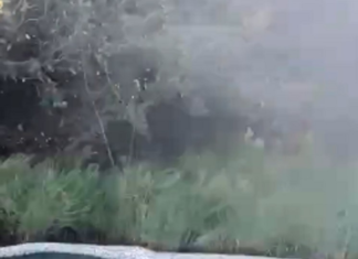 Comerciante que encontrou sucuri gigante morta também filmou pele de cobra em lago; VÍDEO