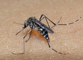 Tocantins registra três mortes por dengue no primeiro semestre de 2024