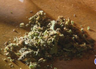 Juiz se baseia em posicionamento do STF e absolve réu flagrado com 1g de maconha: ‘É penalmente irrelevante’