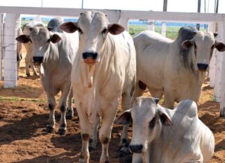 Rebanho de gado do Tocantins passa de 10 milhões de animais e pecuaristas veem preço da arroba despencar