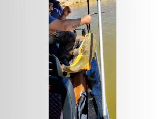 Pirarara: peixe que ficou ‘entalado’ ao tentar devorar iguana é considerado um predador, diz biólogo