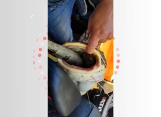 Peixe ‘entalado’ tentando devorar iguana é um caso raro, diz biólogo
