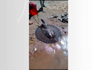 Arraia é encontrada morta sem ferrão em praia do Tocantins; VÍDEO