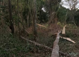 Homem morre esmagado por árvore que ele cortava com motosserra