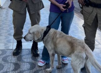 Cachorro com fome e sinais de maus-tratos é resgatado após ser abandonado dentro de casa
