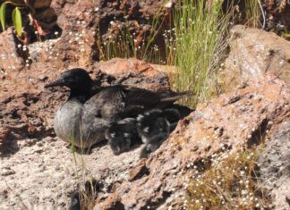 Filhotes de pato raro ameaçado de extinção nascem no Jalapão