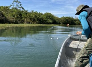 Fiscais devolvem à natureza peixes e quelônios que estavam presos em mais de 2,8 mil metros de redes