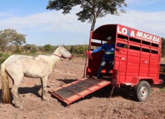 Animais de grande porte abandonados em ruas de Gurupi passam a ser recolhidos e podem ir para doação
