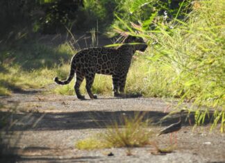 Homem flagra onça-pintada em estrada e se encanta com animal: ‘É linda demais’
