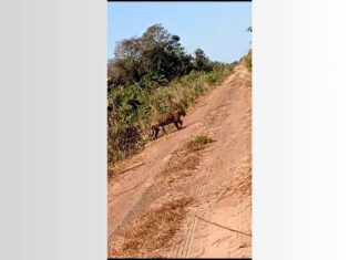 Homem que gravou onça-pintada em estrada no Tocantins diz que está acostumado a ver animais selvagens: ‘Infância na fazenda’
