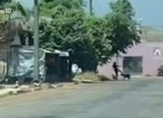 Mulher é flagrada agredindo cães com chutes no meio da rua e vai responder por maus-tratos; VÍDEO