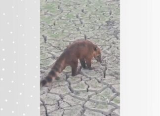 Vídeo mostra quati fugindo do fogo e procurando água em lago que secou dentro da Ilha do Bananal