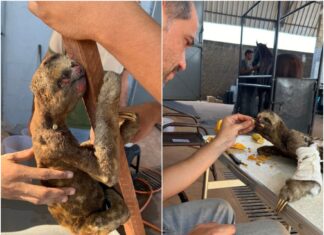 Preguiça morre carbonizada e outra é resgatada com ferimentos após serem cercadas por incêndio florestal; VÍDEO