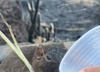 Quase 50 animais são resgatados após serem vítimas de incêndios florestais no Tocantins