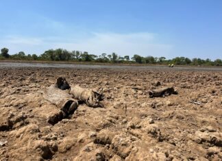 Pirarucus ficam presos e tentam sobreviver em poças de lama após lago quase secar na Ilha do Bananal: VÍDEO