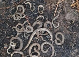 Serpentes são encontradas mortas em área atingida por incêndio na Ilha do Bananal