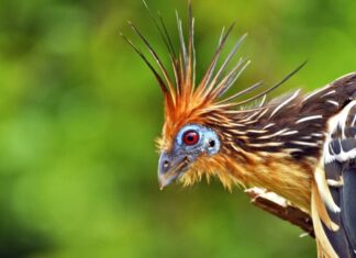 Cabelo comprido e leve odor: curioso pássaro descoberto há mais de 200 anos é um dos ícones do Tocantins