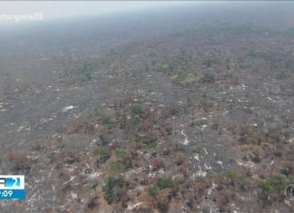 Combate a incêndios é encerrado na Mata do Mamão: ‘Não tem mais o que queimar’
