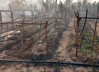 Famílias têm casas e plantações destruídas por incêndio em acampamento do MST