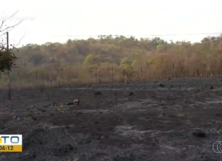 Incêndio provoca destruição e deixa prejuízos em plantações: ‘Queimou tudo, torrou’