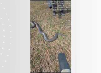 Brigadistas tentam salvar sucuri encontrada em incêndio na Ilha do Bananal, mas animal não resiste; VÍDEO