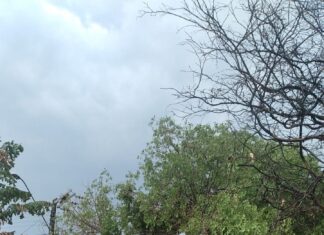 Temporal derruba árvores e deixa moradores sem energia em cidade do Tocantins; Veja previsão do tempo