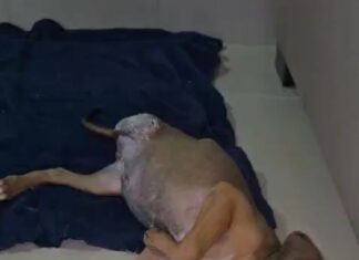 Mulher é presa suspeita de quebrar pata de filhote de cachorro com cabo de vassoura e causar amputação