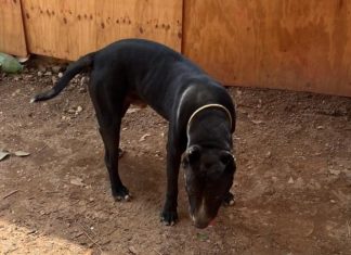 Idoso é atacado por pitbull de vizinho ao sair de casa e fica gravemente ferido