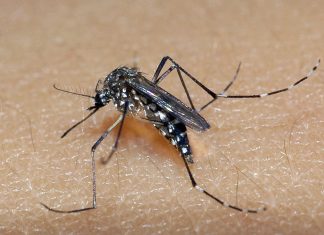 Tocantins tem sete mortes por dengue em 2024 e período chuvoso requer atenção com focos de água parada