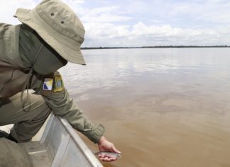 Reprodução de peixes e pesca proibida: veja as regras e exceções durante a piracema