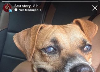 Cachorrinha caramelo cega é resgatada pelos bombeiros após cair em buraco